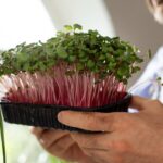 Radish Sprouts