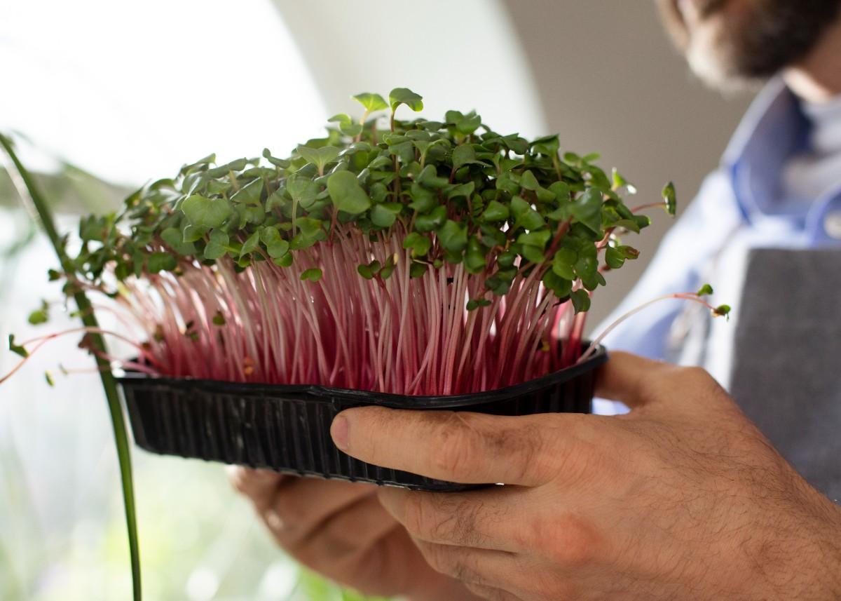 Radish Sprouts